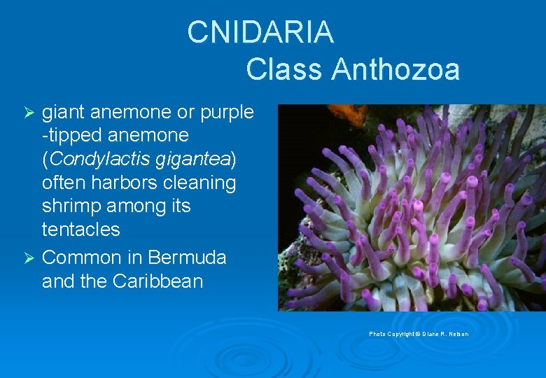CNIDARIA Class Anthozoa giant anemone or purple -tipped anemone (Condylactis gigantea) often harbors cleaning