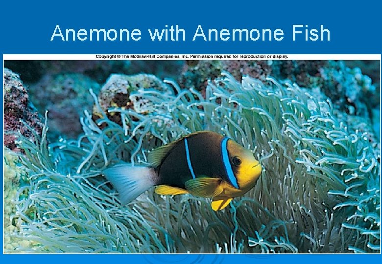 Anemone with Anemone Fish 