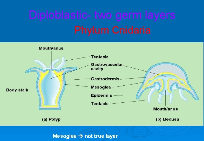 Diploblastic- two germ layers Phylum Cnidaria Mesoglea not true layer 