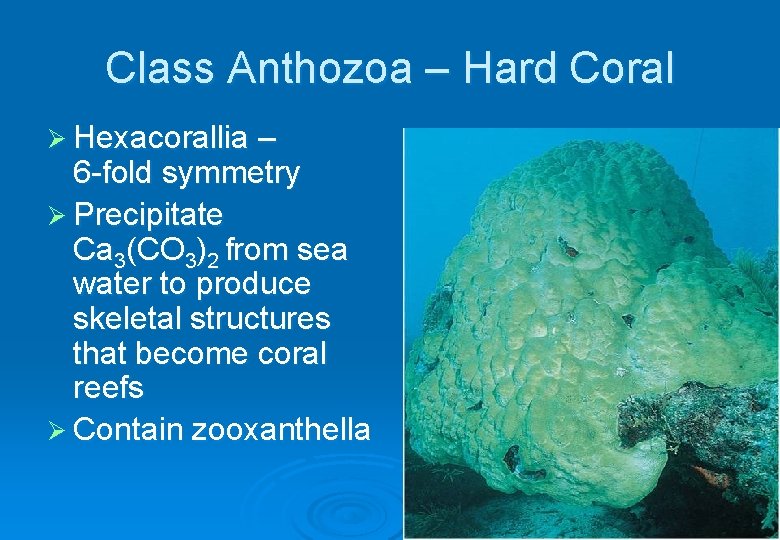 Class Anthozoa – Hard Coral Ø Hexacorallia – 6 -fold symmetry Ø Precipitate Ca