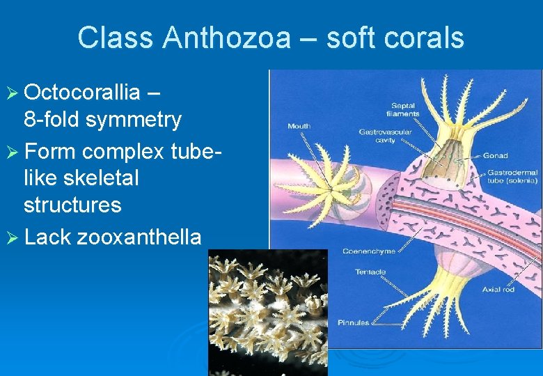 Class Anthozoa – soft corals Ø Octocorallia – 8 -fold symmetry Ø Form complex