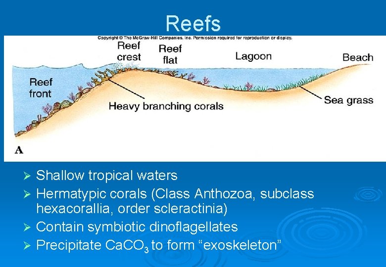 Reefs Shallow tropical waters Ø Hermatypic corals (Class Anthozoa, subclass hexacorallia, order scleractinia) Ø