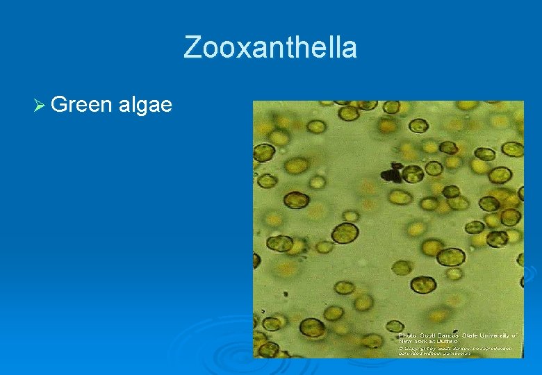 Zooxanthella Ø Green algae 