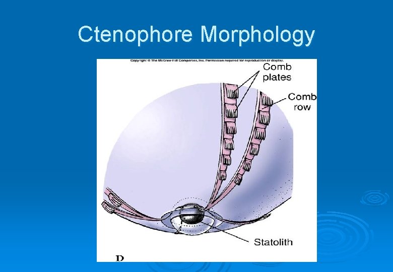 Ctenophore Morphology 