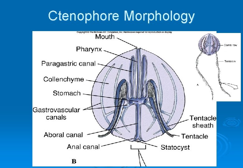 Ctenophore Morphology 