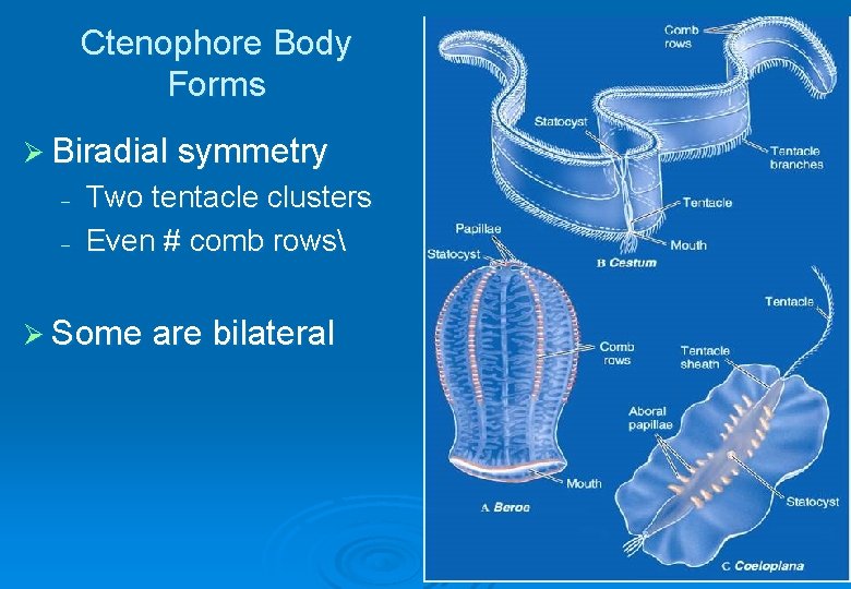 Ctenophore Body Forms Ø Biradial symmetry – – Two tentacle clusters Even # comb