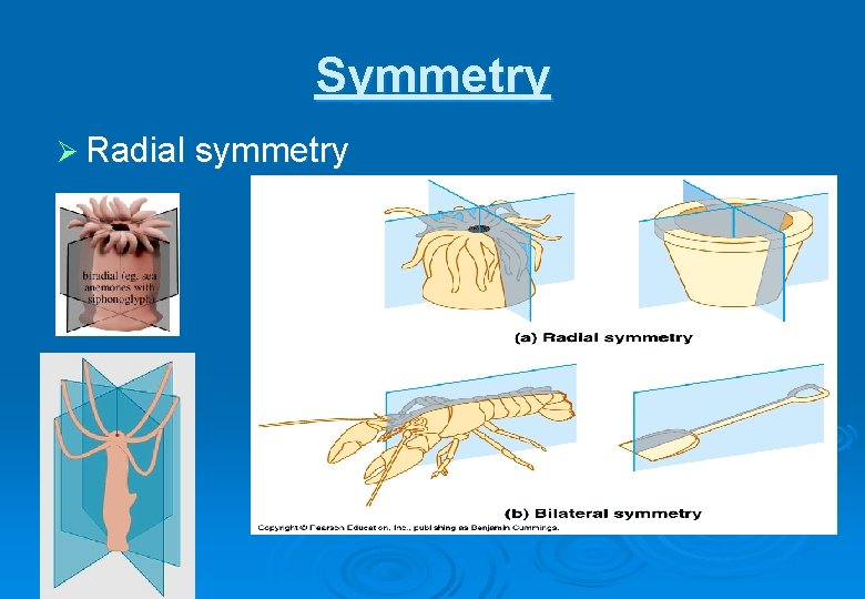 Symmetry Ø Radial symmetry 