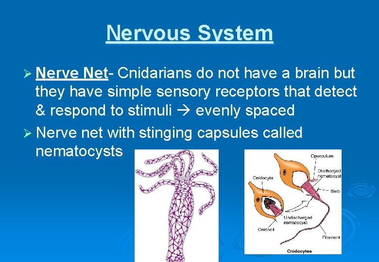 Nervous System Ø Nerve Net- Cnidarians do not have a brain but they have