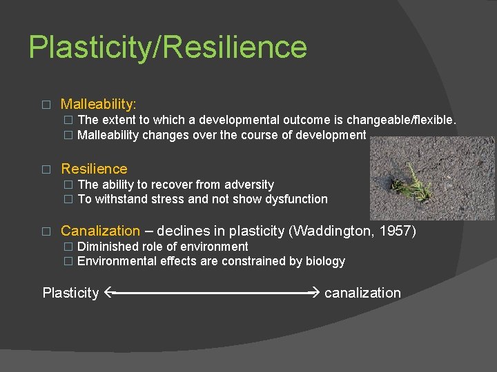 Plasticity/Resilience � Malleability: � The extent to which a developmental outcome is changeable/flexible. �