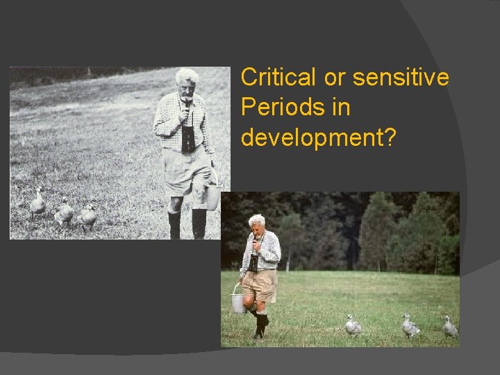 Critical or sensitive Periods in development? 