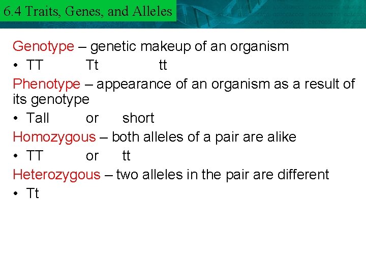 6. 4 Genes, Alleles 6. 3 Traits, Mendel and Heredity Genotype – genetic makeup