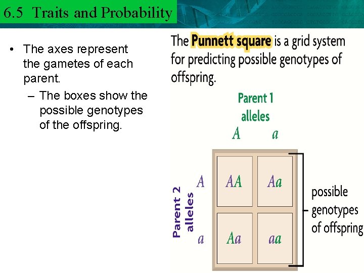 6. 5 Traits and 6. 3 Mendel and. Probability Heredity • The axes represent
