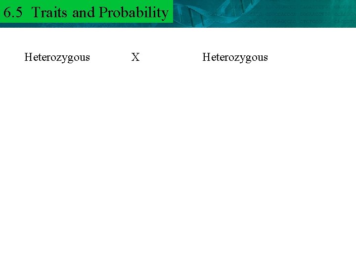 6. 5 Traits and 6. 3 Mendel and. Probability Heredity Heterozygous X Heterozygous 