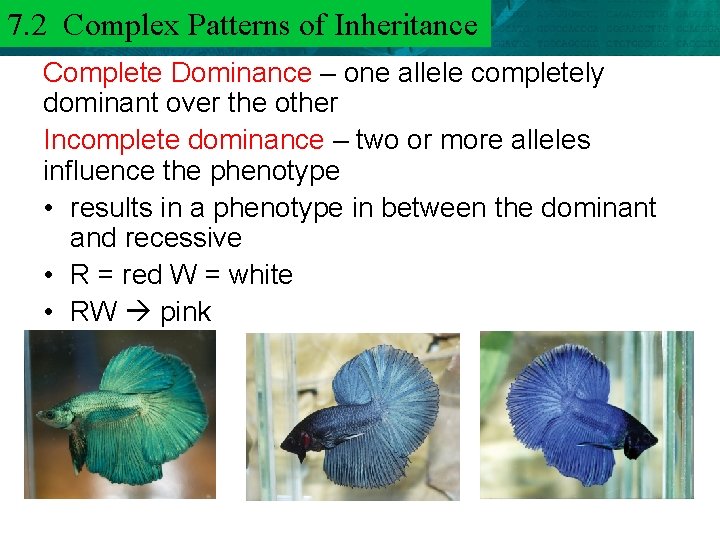 7. 2 Complex Patterns of Inheritance 6. 3 Mendel and Heredity Complete Dominance –