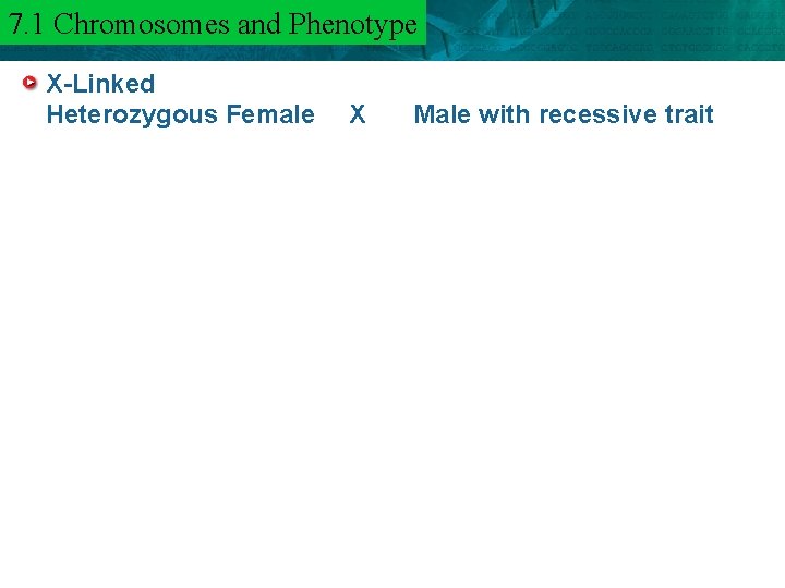 7. 1 and Phenotype 6. 3 Chromosomes Mendel and Heredity X-Linked Heterozygous Female X