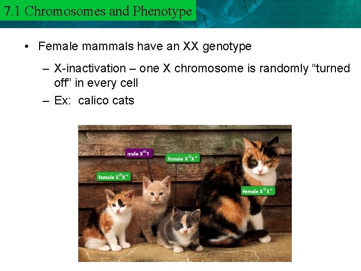 7. 1 and Phenotype 6. 3 Chromosomes Mendel and Heredity • Female mammals have
