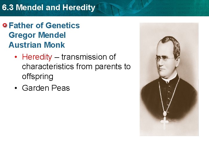 6. 3 Mendel and Heredity Father of Genetics Gregor Mendel Austrian Monk • Heredity