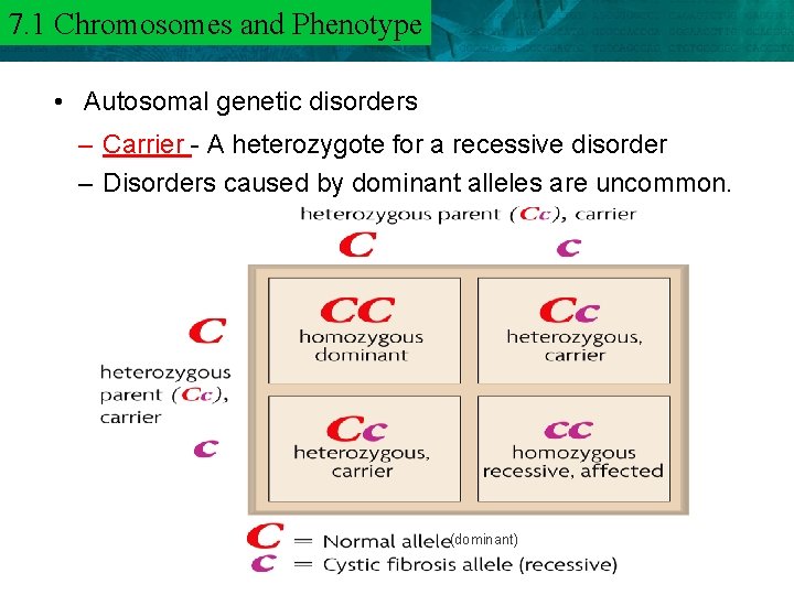 7. 1 and Phenotype 6. 3 Chromosomes Mendel and Heredity • Autosomal genetic disorders