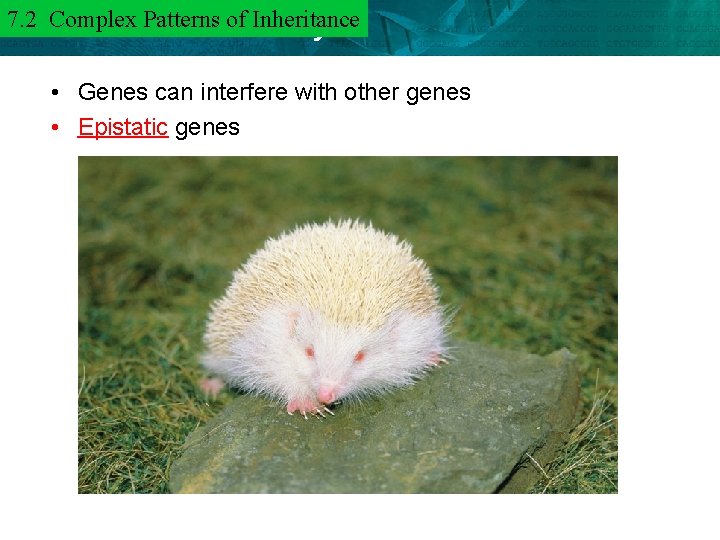 7. 2 of Inheritance 6. 3 Complex Mendel. Patterns and Heredity • Genes can