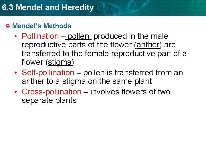 6. 3 Mendel and Heredity Mendel’s Methods • Pollination – pollen produced in the