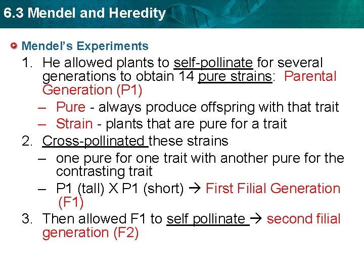 6. 3 Mendel and Heredity Mendel’s Experiments 1. He allowed plants to self-pollinate for