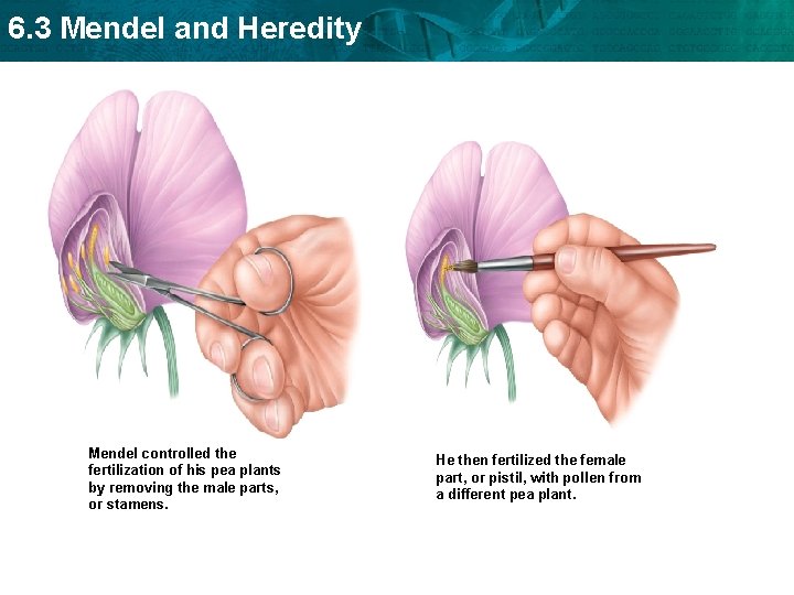 6. 3 Mendel and Heredity Mendel controlled the fertilization of his pea plants by