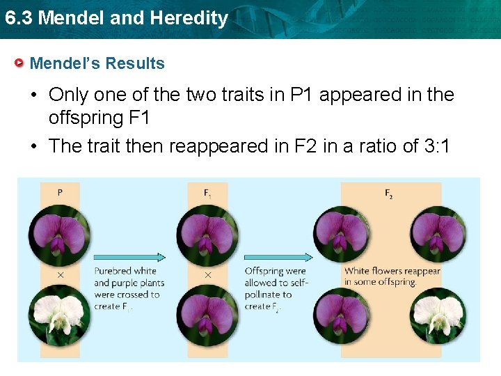 6. 3 Mendel and Heredity Mendel’s Results • Only one of the two traits