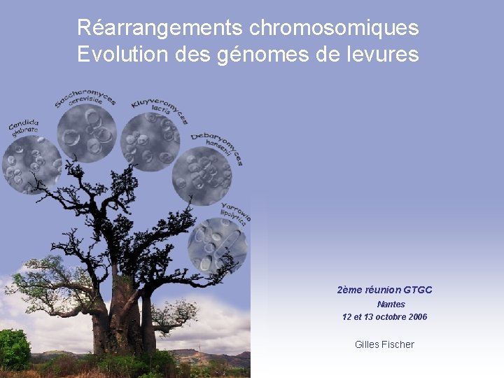 Réarrangements chromosomiques Evolution des génomes de levures 2ème réunion GTGC Nantes 12 et 13