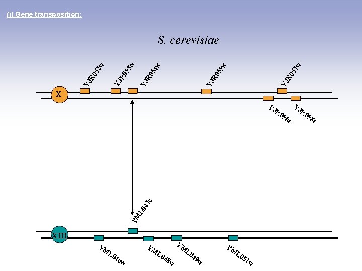 (i) Gene transposition: 7 w YJ R 0 5 5 w YJ R 0