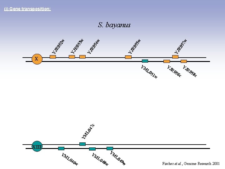 (i) Gene transposition: 7 w YJ R 0 5 5 w YJ R 0