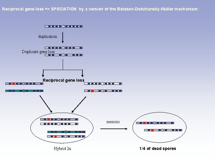 Reciprocal gene loss => SPECIATION by a version of the Bateson-Dobzhansky-Muller mechanism: duplication Duplicate