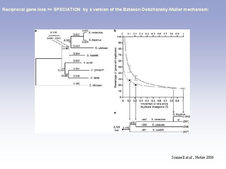 Reciprocal gene loss => SPECIATION by a version of the Bateson-Dobzhansky-Muller mechanism: Scannell et