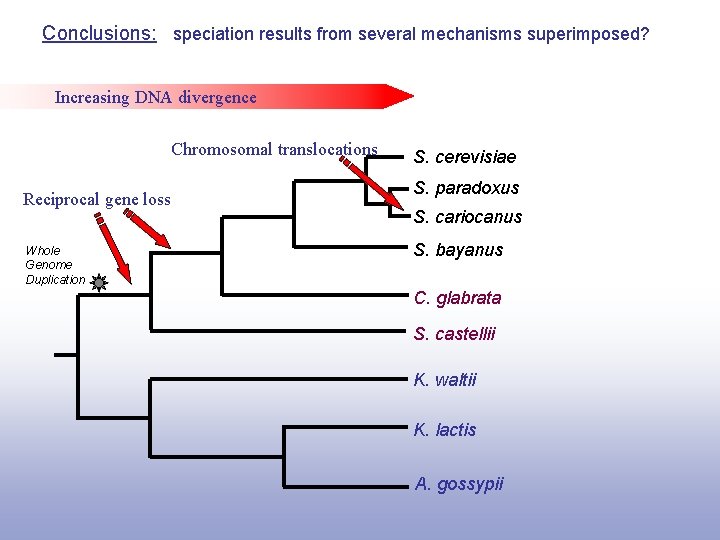 Conclusions: speciation results from several mechanisms superimposed? Increasing DNA divergence Chromosomal translocations Reciprocal gene