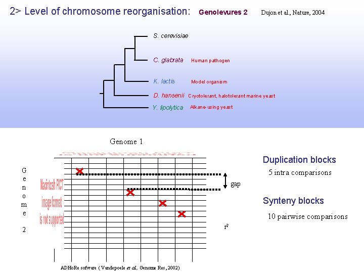 2> Level of chromosome reorganisation: Genolevures 2 Dujon et al. , Nature, 2004 S.