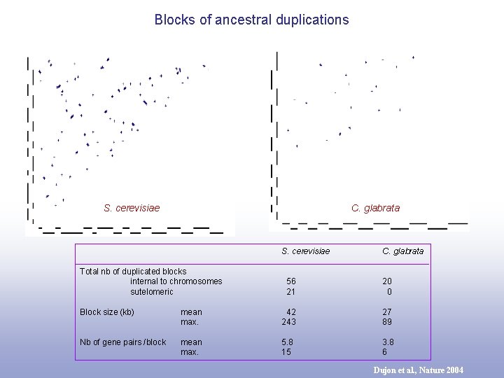 Blocks of ancestral duplications S. cerevisiae C. glabrata S. cerevisiae Total nb of duplicated