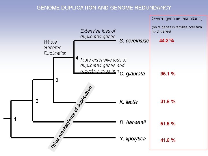 GENOME DUPLICATION AND GENOME REDUNDANCY Overall genome redundancy Extensive loss of duplicated genes Whole