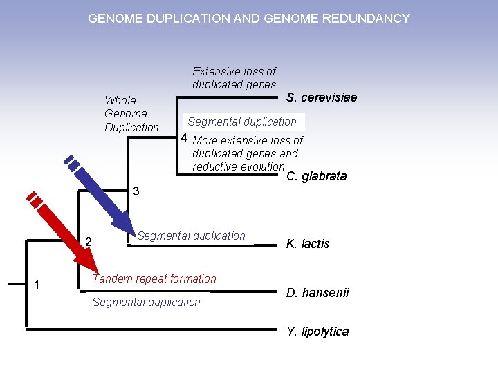GENOME DUPLICATION AND GENOME REDUNDANCY Extensive loss of duplicated genes Whole Genome Duplication S.