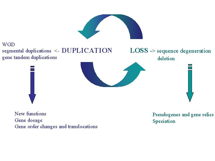 WGD segmental duplications <gene tandem duplications DUPLICATION New functions Gene dosage Gene order changes