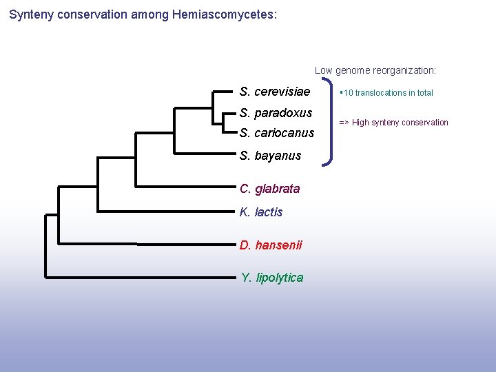 Synteny conservation among Hemiascomycetes: Low genome reorganization: S. cerevisiae S. paradoxus S. cariocanus S.