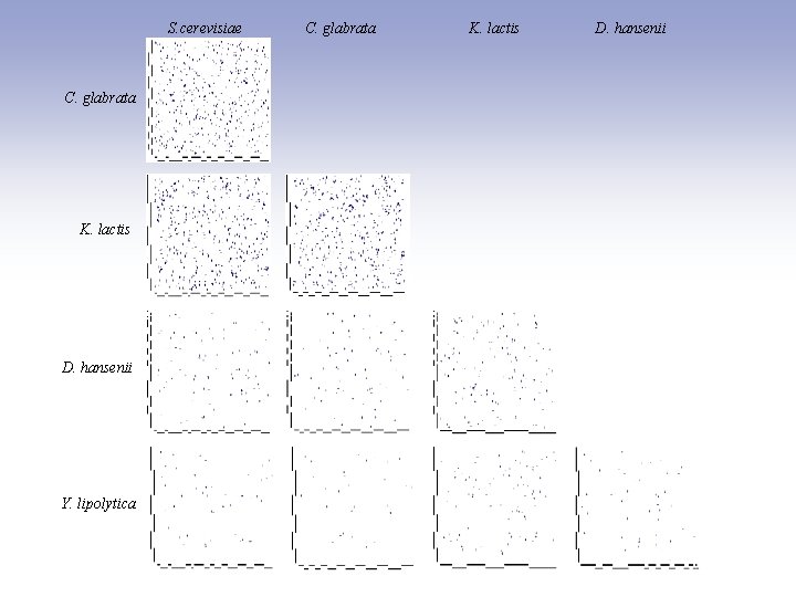 S. cerevisiae C. glabrata K. lactis D. hansenii Y. lipolytica C. glabrata K. lactis