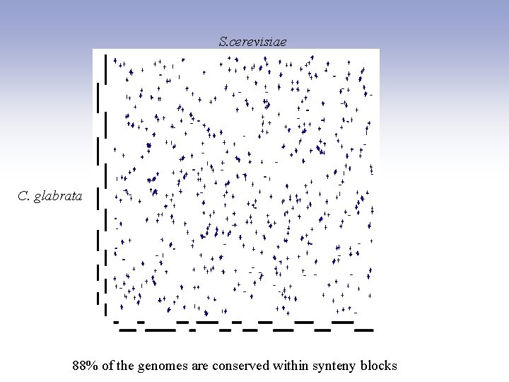 S. cerevisiae C. glabrata 88% of the genomes are conserved within synteny blocks 