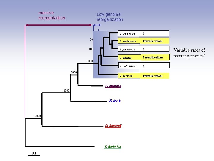 massive reorganization Low genome reorganization S. S. cerevisiae 1000 cerevisiae S. cariocanus S. paradoxus
