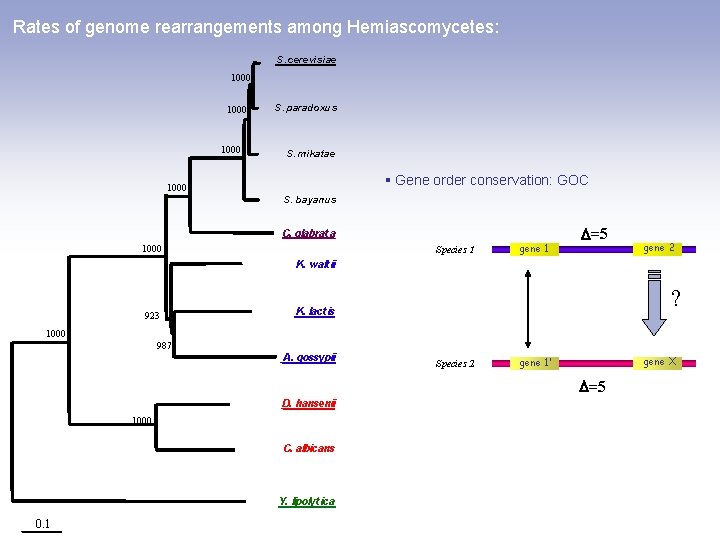 Rates of genome rearrangements among Hemiascomycetes: S. cerevisiae 1000 S. paradoxus S. mikatae §