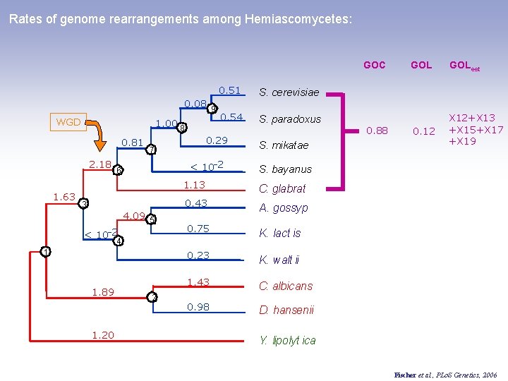 Rates of genome rearrangements among Hemiascomycetes: GOC 0. 08 9 WGD 1. 00 8