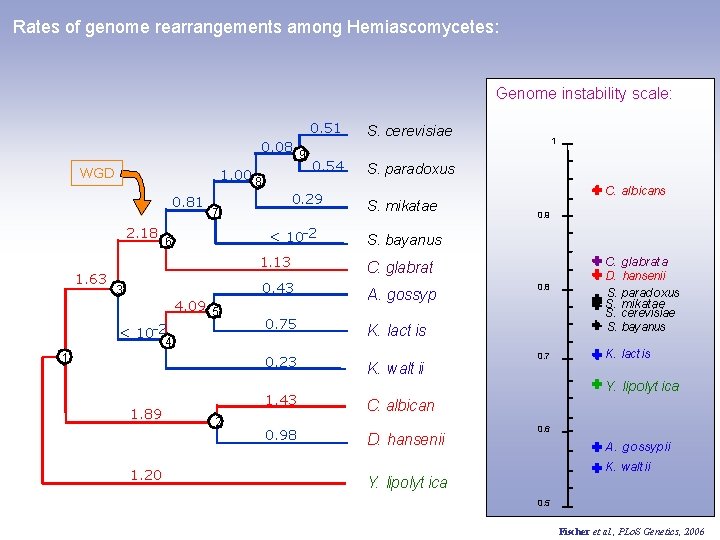Rates of genome rearrangements among Hemiascomycetes: Genome instability scale: 0. 08 9 WGD 1.