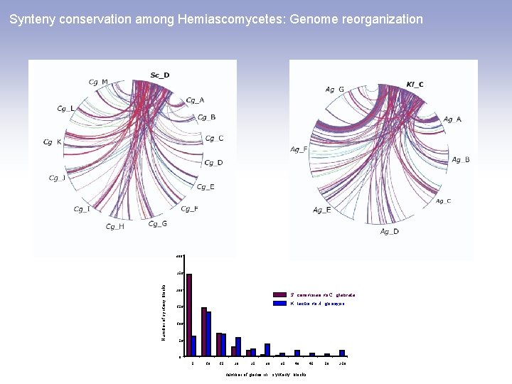 Synteny conservation among Hemiascomycetes: Genome reorganization 300 Number of synteny blocks 250 200 S.