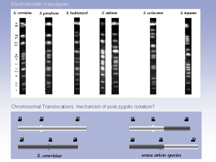 Electrophoretic Karyotypes: Chromosomal Translocations: mechanism of post-zygotic isolation? S 1 S 4 S 2