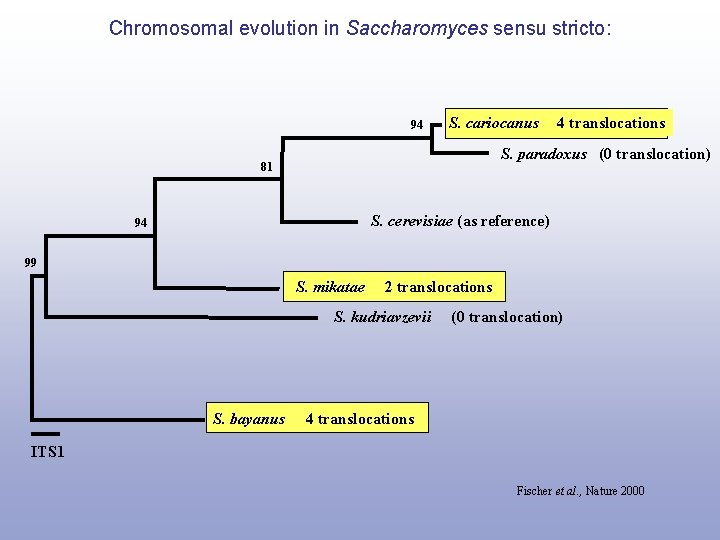 Chromosomal evolution in Saccharomyces sensu stricto: 94 S. cariocanus 4 translocations S. paradoxus (0