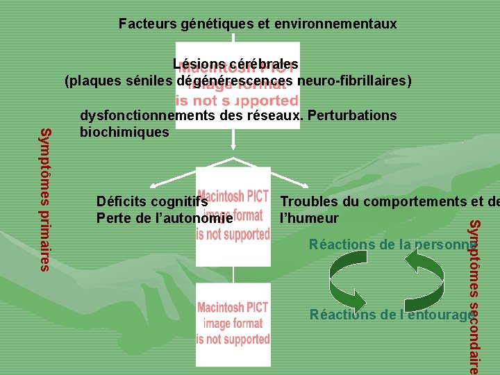 Facteurs génétiques et environnementaux Lésions cérébrales (plaques séniles dégénérescences neuro-fibrillaires) Déficits cognitifs Perte de