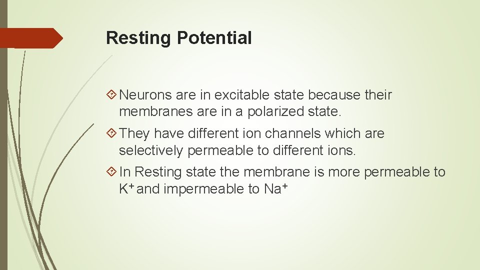 Resting Potential Neurons are in excitable state because their membranes are in a polarized Resting Potential Neurons are in excitable state because their membranes are in a polarized